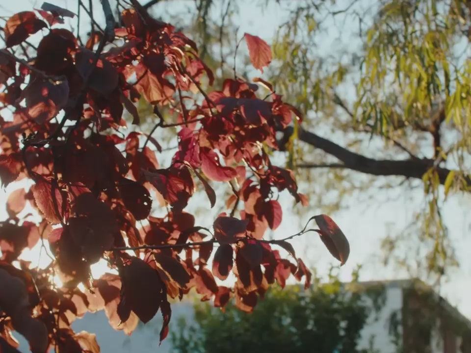 ccdd6dae8ebc4daf83404c1783dacf30